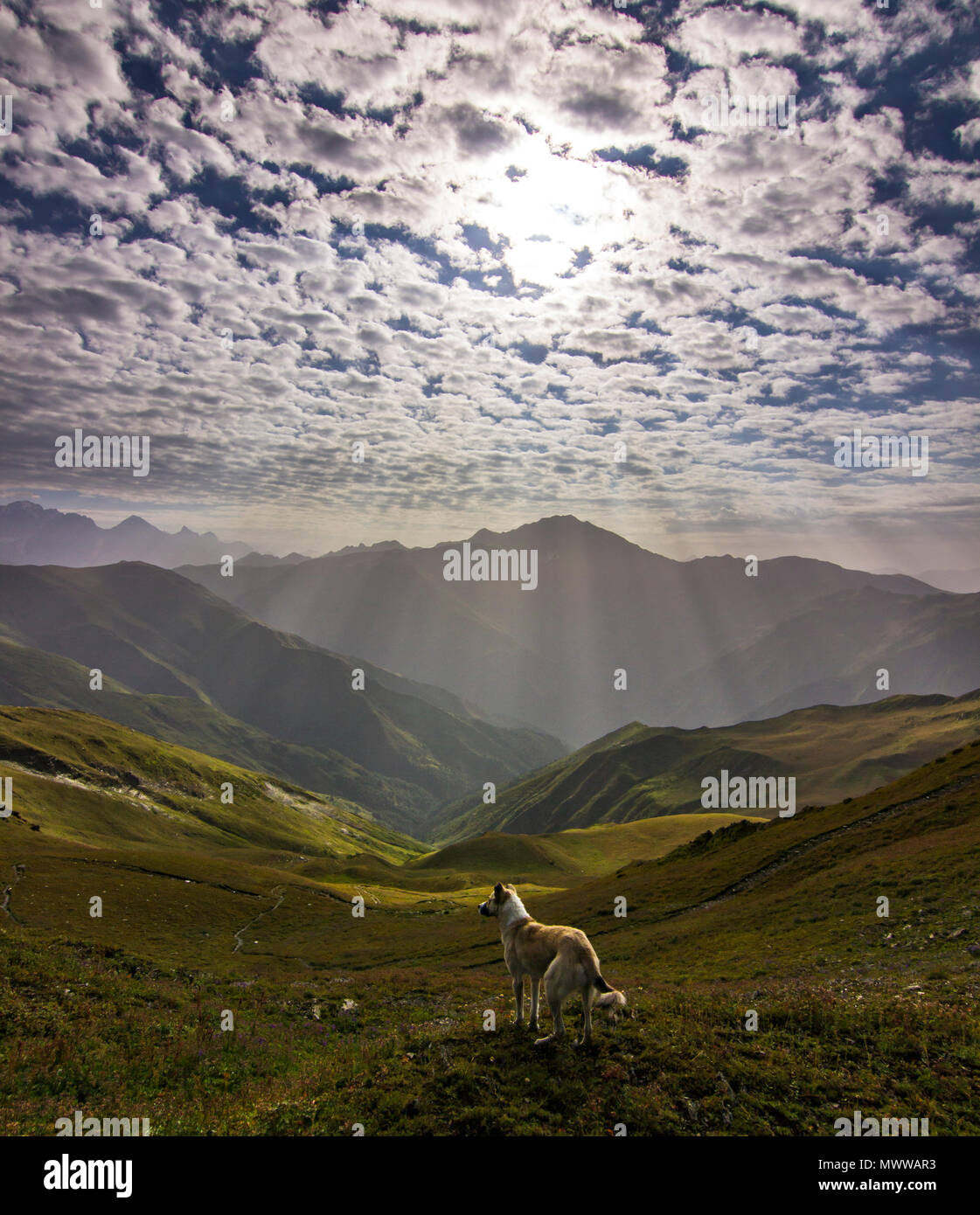 Cane in piedi su una scogliera in montagne innevate con inserzioni e cielo blu con nuvole sullo sfondo di sunrise Foto Stock