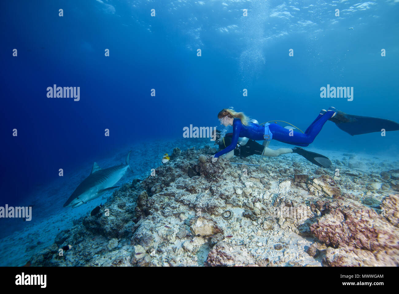 Subacqueo e freediver guarda un squalo tigre (Galeocerdo cuvier) Foto Stock