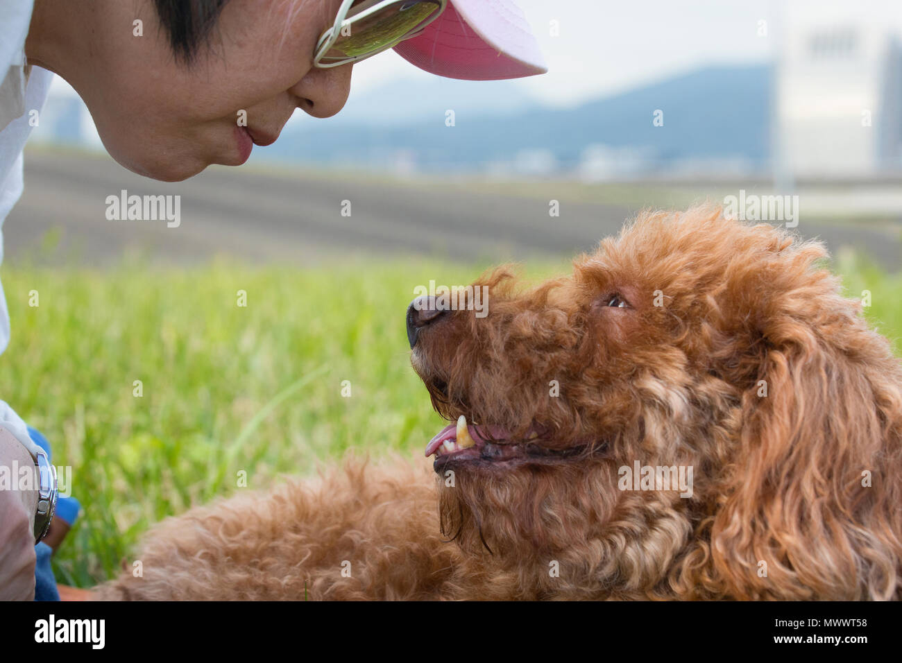Ravvicinata di una donna Taiwanese di discendenza cinese e marrone cioccolato poodle cercando in ogni altri occhi Foto Stock