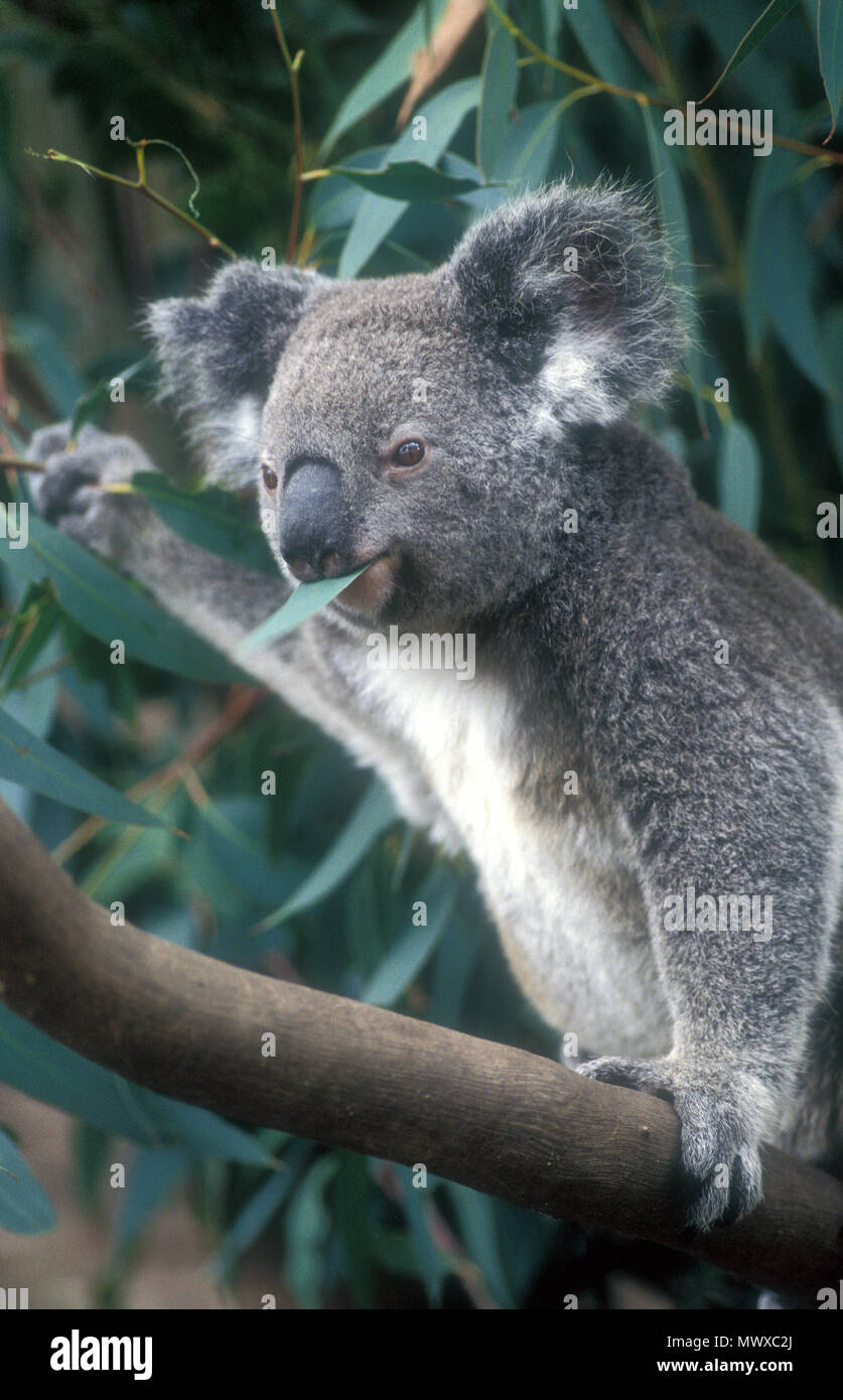 KOALA (PHASCOLARCTOS CINEREUS) masticare una gomma foglia, Tasmania, Australia Foto Stock