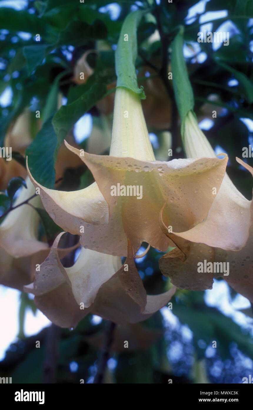 Brugmansia (Tromba D’angelo) - Pianta Tossica Per - Foto 3