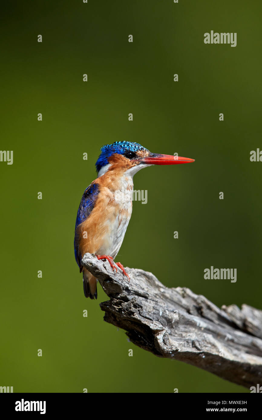 Malachite Kingfisher (Alcedo cristata), Kruger National Park, Sud Africa e Africa Foto Stock