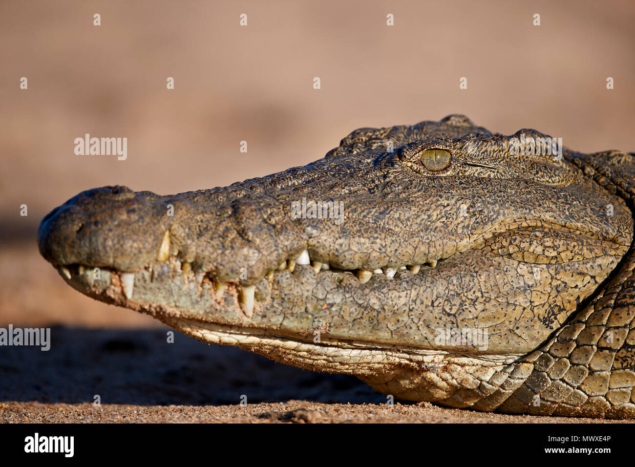 Coccodrillo del Nilo (Crocodylus niloticus), Kruger National Park, Sud Africa e Africa Foto Stock