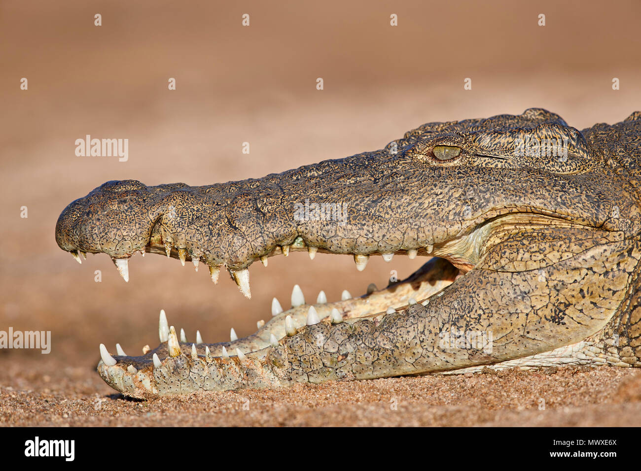 Coccodrillo del Nilo (Crocodylus niloticus), Kruger National Park, Sud Africa e Africa Foto Stock