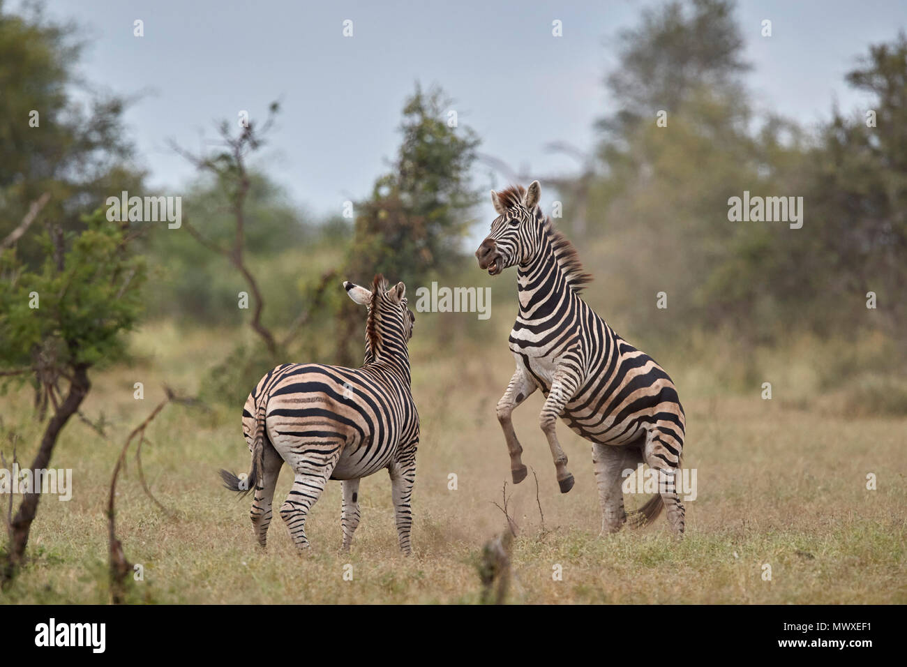 Chapman's Zebra (pianure Zebra) (Equus quagga chapmani) sparring, Kruger National Park, Sud Africa e Africa Foto Stock