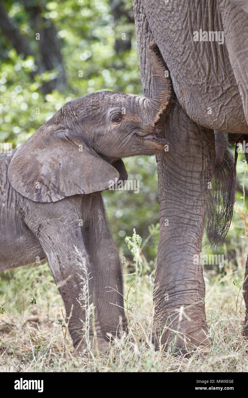 Giorni-vecchio Elefante africano (Loxodonta africana) di vitello, Kruger National Park, Sud Africa e Africa Foto Stock