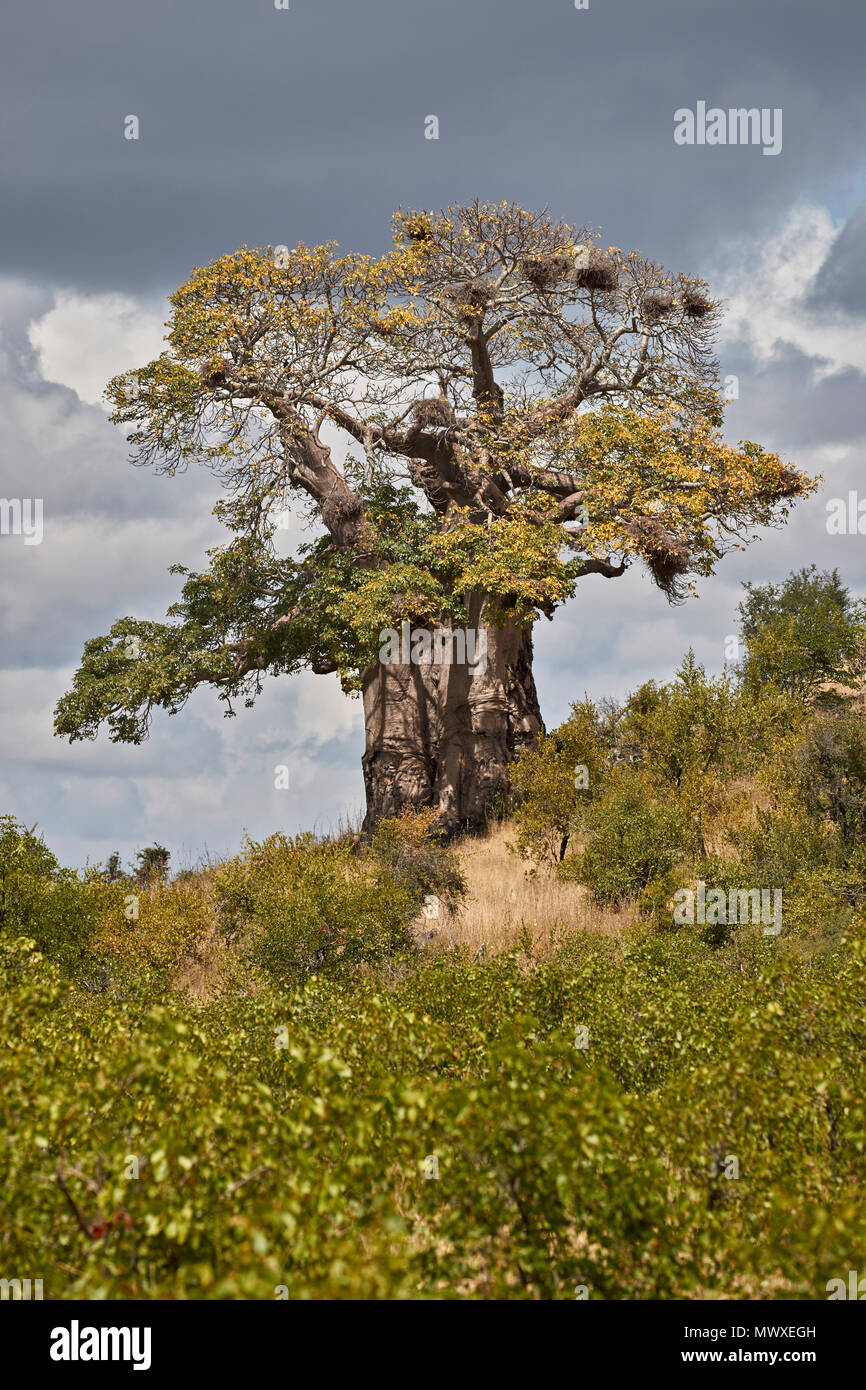 (Baobab Adansonia digitata), Kruger National Park, Sud Africa e Africa Foto Stock