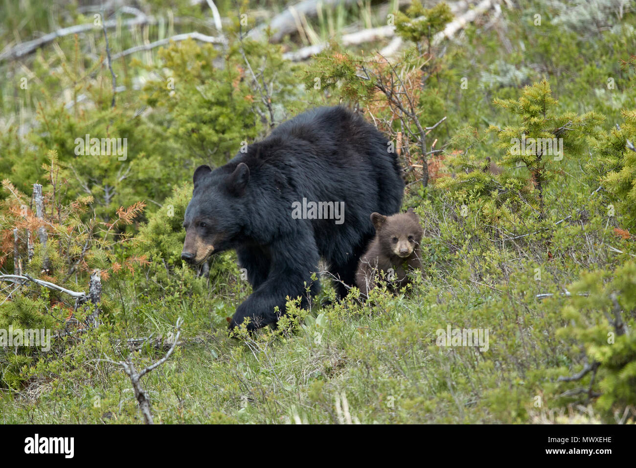 Black Bear (Ursus americanus) seminare e cioccolato cub dell'anno, il Parco Nazionale di Yellowstone, Sito Patrimonio Mondiale dell'UNESCO, Wyoming USA, America del Nord Foto Stock