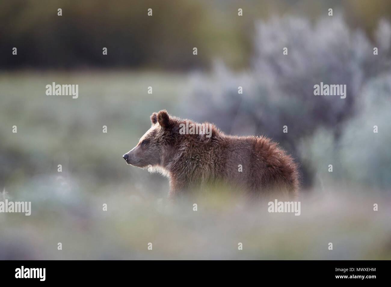 Orso grizzly (Ursus arctos horribilis), yearling cub, il Parco Nazionale di Yellowstone, Sito Patrimonio Mondiale dell'UNESCO, Wyoming USA, America del Nord Foto Stock