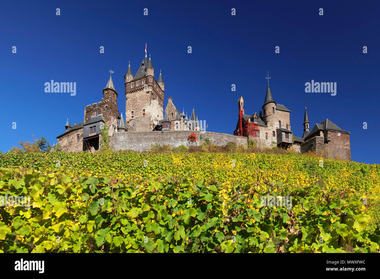 Castello di Reichsburg e vigneti in autunno, Cochem, Valle della Mosella, Renania-Palatinato, Germania, Europa Foto Stock