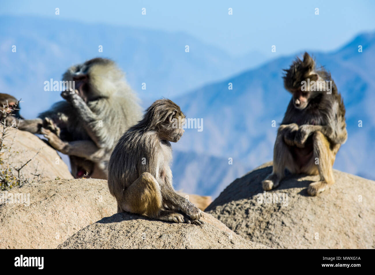 I babbuini sulla scogliera di montagna, Abha, Arabia Saudita, Medio Oriente Foto Stock