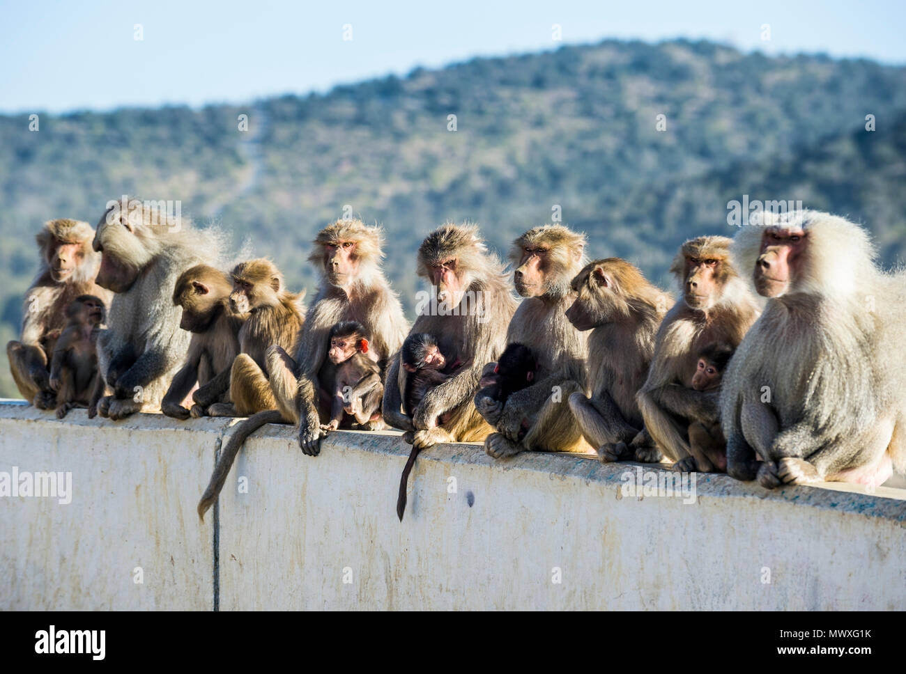 Babbuini in posa sul Monte Souda, la montagna più alta in Arabia Saudita, Abha, Arabia Saudita, Medio Oriente Foto Stock