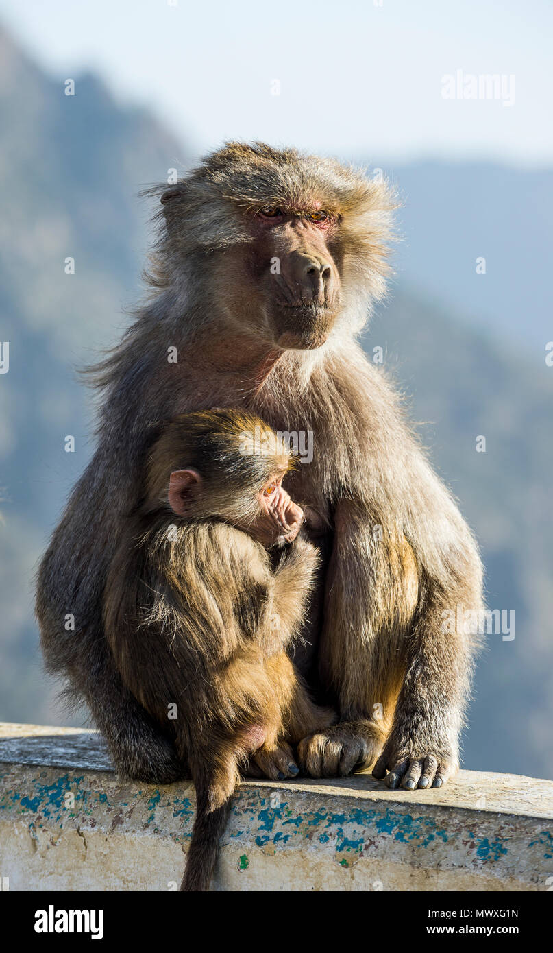 Madre con bambino babbuino sul Monte Souda, la montagna più alta in Arabia Saudita, Abha, Arabia Saudita, Medio Oriente Foto Stock