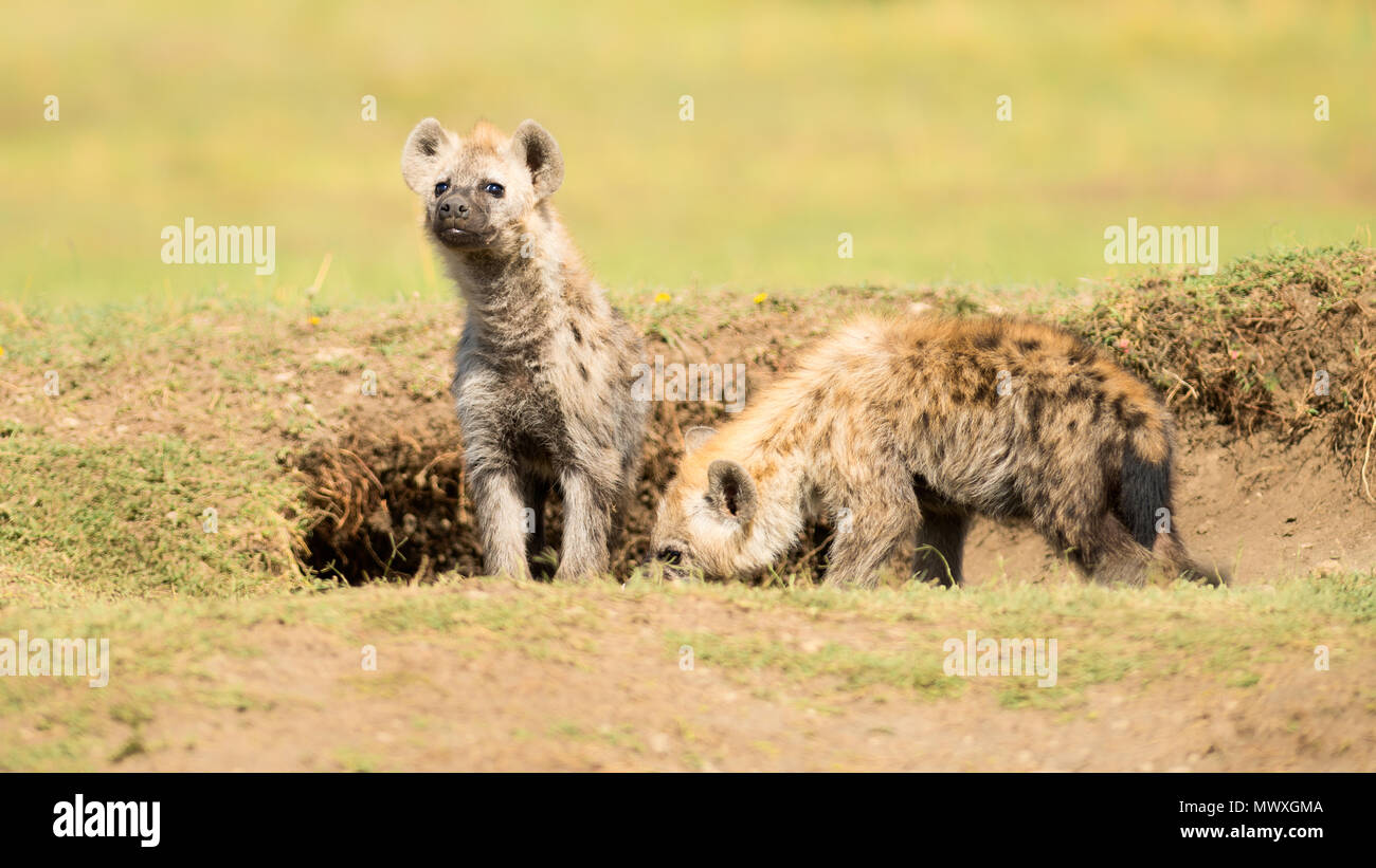 La iena cubs, il Masai Mara, Kenya, Africa orientale, Africa Foto Stock