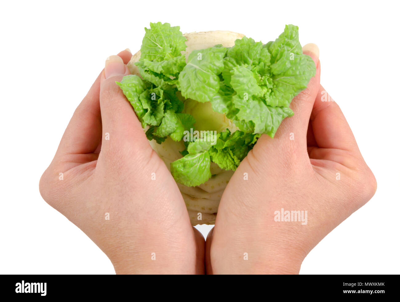 Fresche e vegetali presi su mani isolati su sfondo bianco, verde coltivazione di ortaggi su donna mani con percorso di clipping. Foto Stock