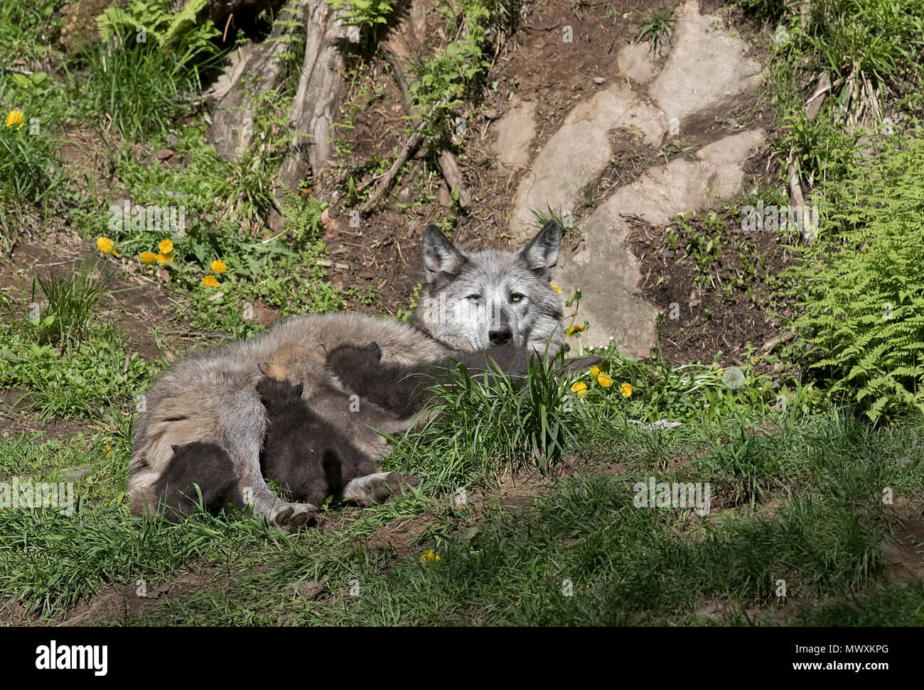 Black Wolf (Canis lupus) e la sua alimentazione di cuccioli di foca in Canada Foto Stock