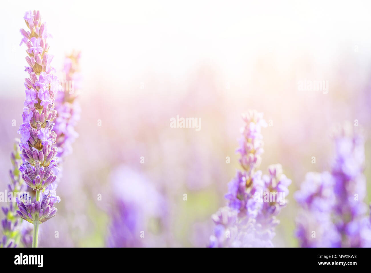 Lavanda fiori alla luce del sole in una messa a fuoco morbida, colori pastello e la sfocatura dello sfondo. Violetta campo di lavanda in Provenza Francia con copia posto. Foto Stock