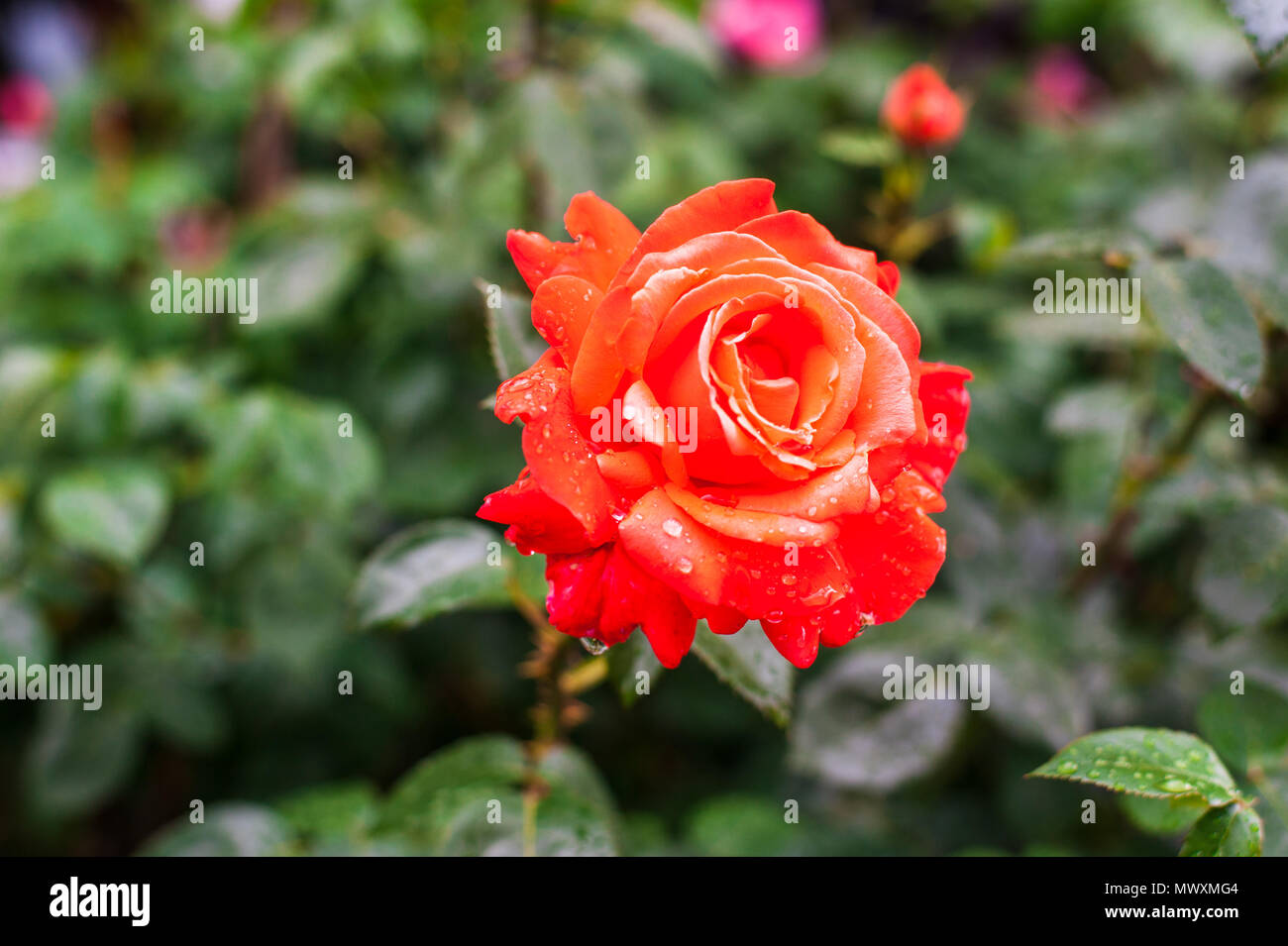 Gocce di pioggia su una rosa Foto Stock