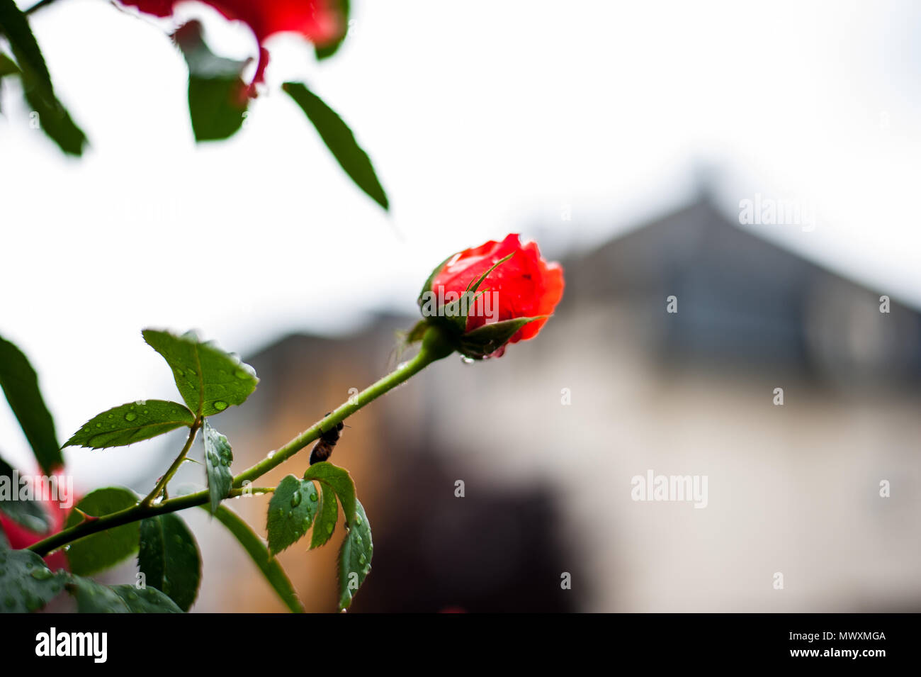 Gocce di pioggia su una rosa Foto Stock