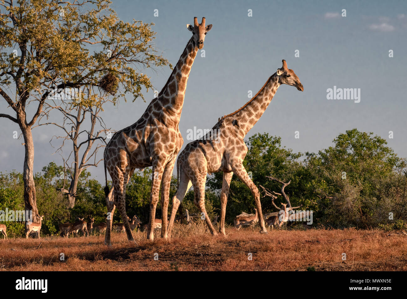 Southern African Giraffa presso Mashatu in Botswana Foto Stock