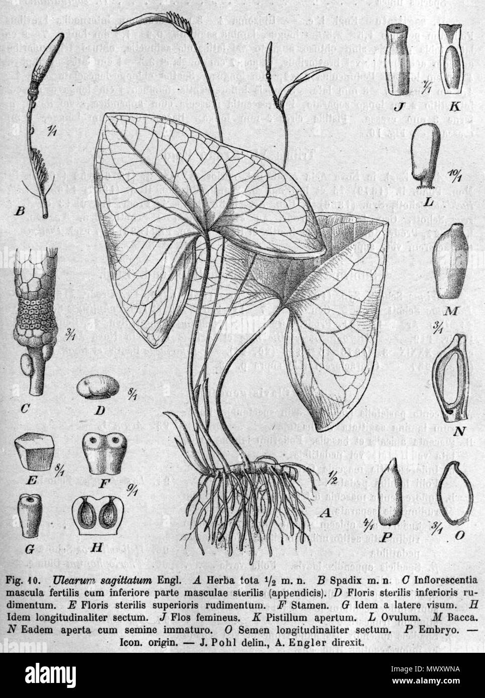. Inglese: Ulearum sagittatum disegno botanico da Das Pflanzenreich . 1920. Disegno: Pohl (d. 1939) e Engler (d. 1930) 620 Ulearum sagittatum da Engler Foto Stock