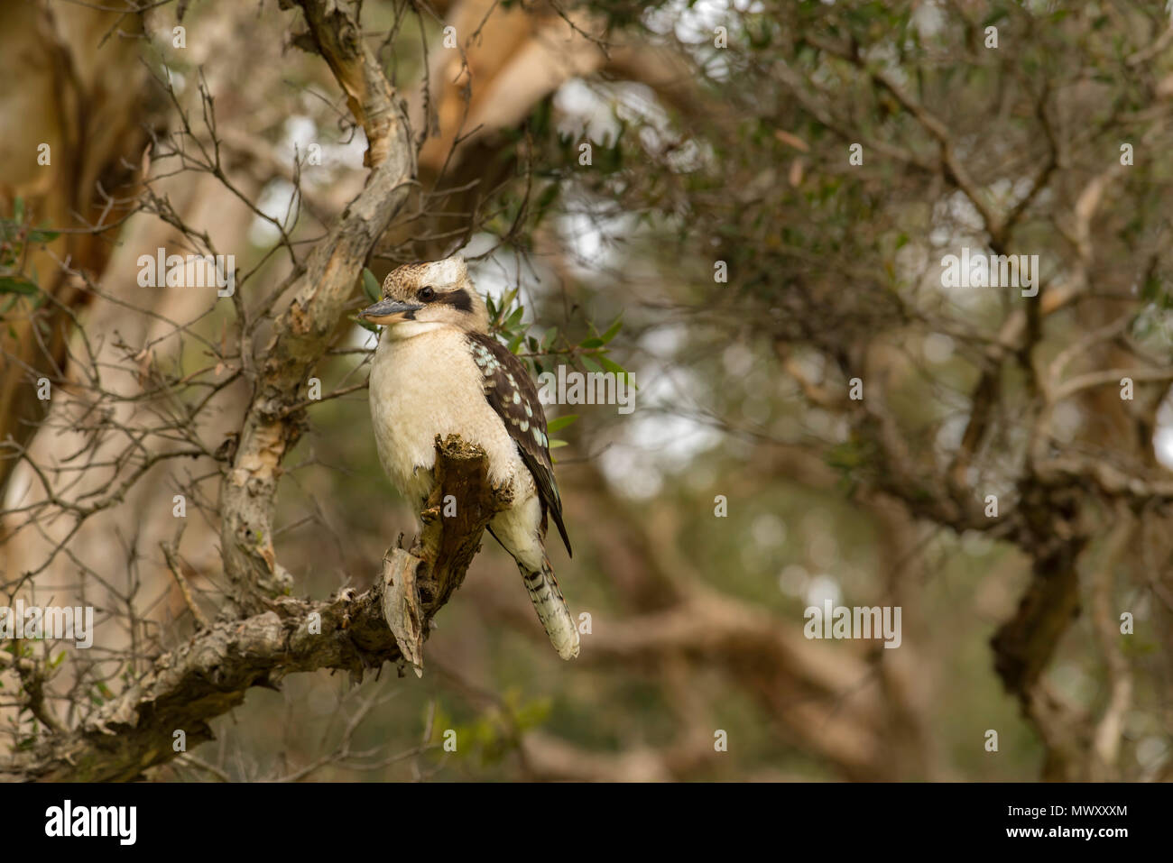 Un ridere Kookaburra (Dacelo novaeguineae) su un ramo di un di latifoglie albero paperbark (Melaleuca quinquenervia) è un nativo di uccelli Australiani Foto Stock