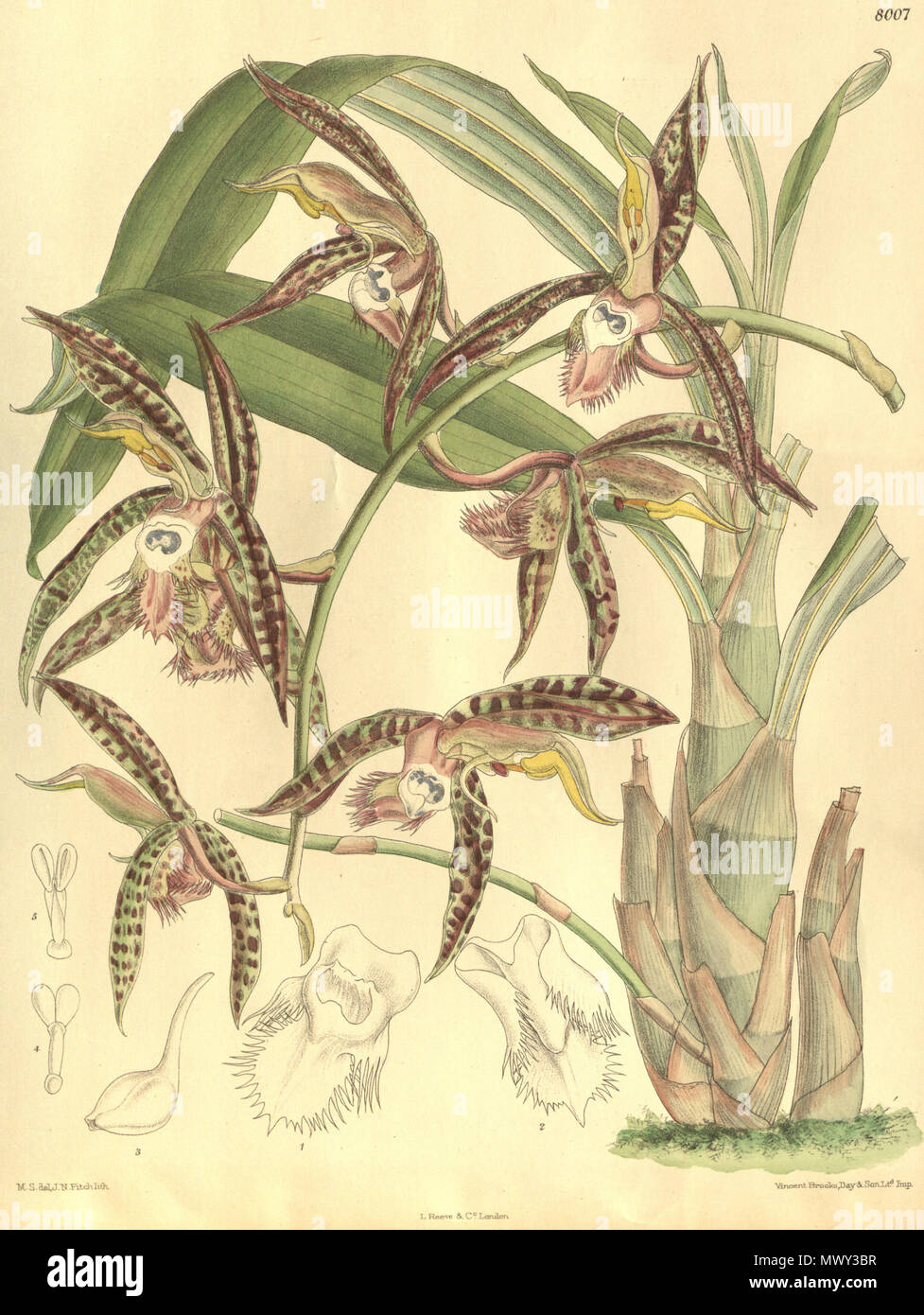 . Illustrazione di Catasetum saccatum (come syn. Catasetum christyanum) . 1905. M. S. del. ( = Matilda Smith, 1854-1926), J. N. Fitch lith. ( = John Nugent Fitch, 1840-1927) Descrizione da R. Rolfe (1855-1921) 118 Catasetum saccatum (come C. christyanum) - Curtis" 131 pl. 8007 (1905) Foto Stock