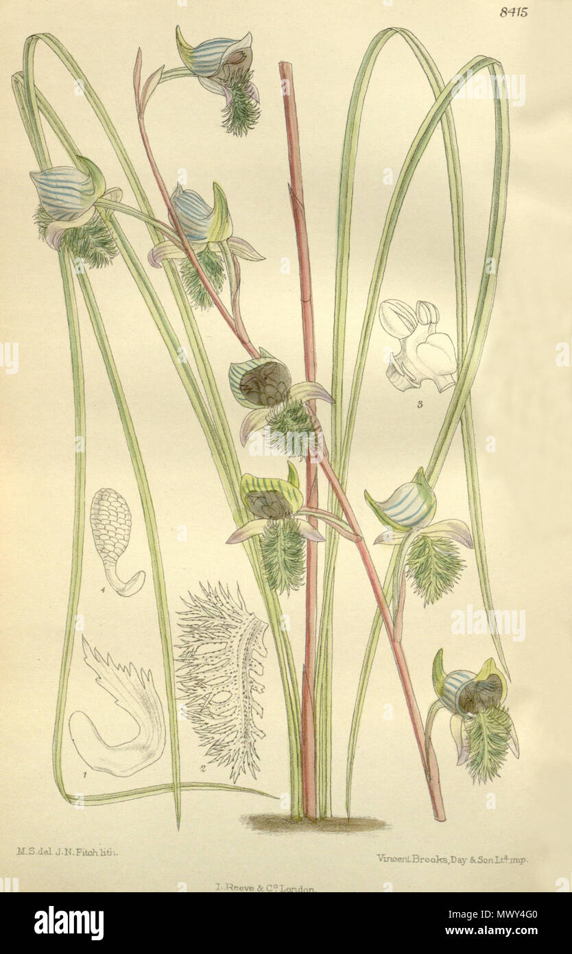 . Illustrazione di Disa lugens . 1912. M. S. del. ( = Matilda Smith, 1854-1926), J. N. Fitch lith. ( = John Nugent Fitch, 1840-1927) Descrizione da R. Rolfe (1855-1921) 164 Disa lugens - Curtis' 138 (Ser. 4 n. 8) pl. 8415 (1912) Foto Stock