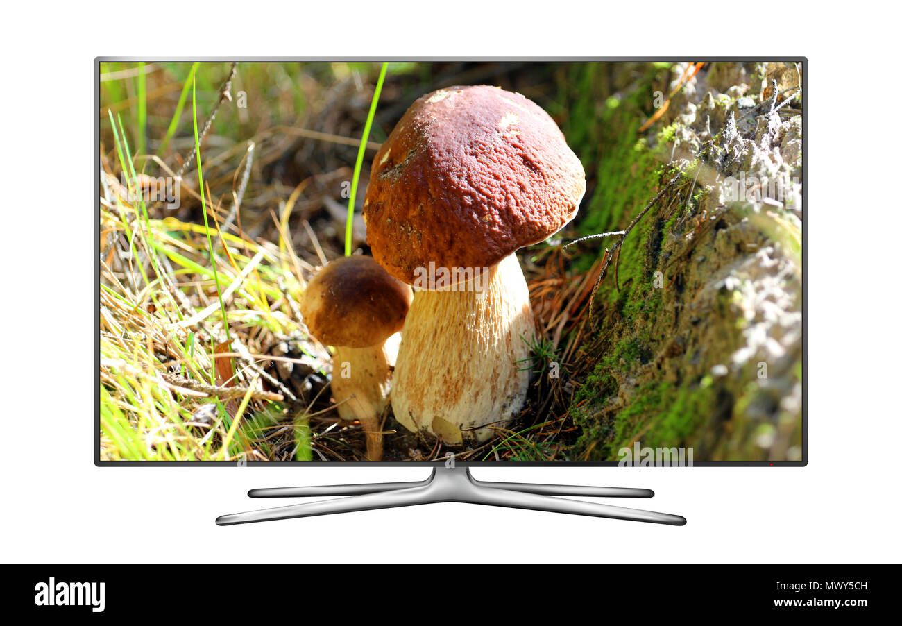 Smart TV isolato su bianco con funghi di quercia immagine sullo schermo Foto Stock