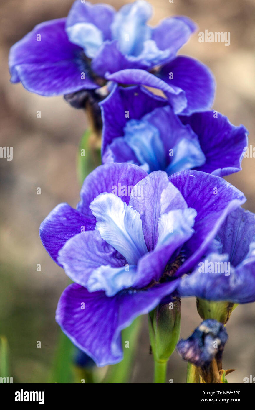 Iris sibirica siberiana " Three Hand Star ", fiore d'iride blu ritratto fiorito Foto Stock