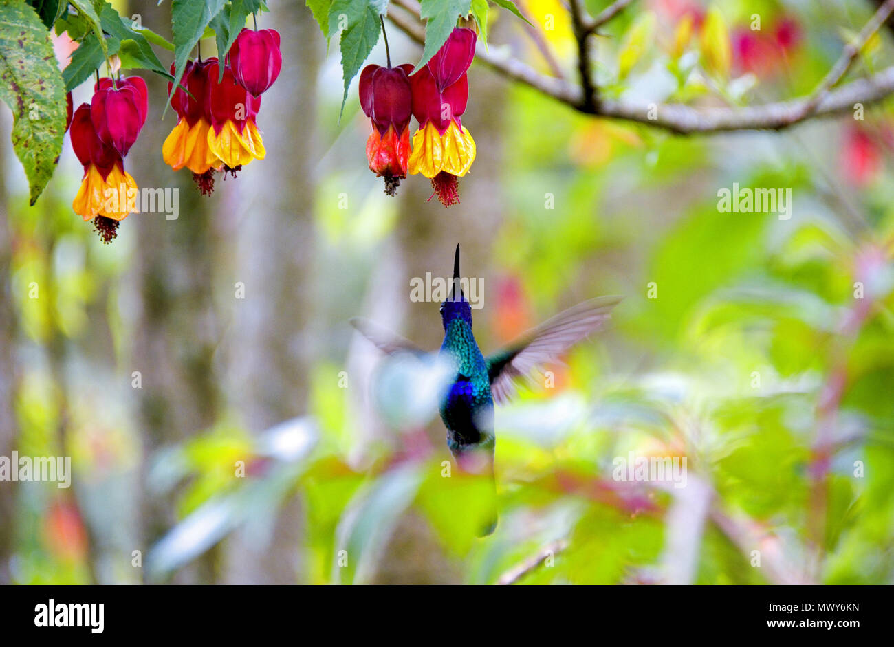 Hummingbird alimentazione su fiori. Volo di uccello. Foto Stock