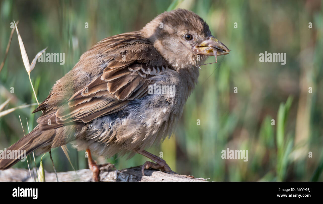 Casa isolata Sparrow- Israele Foto Stock