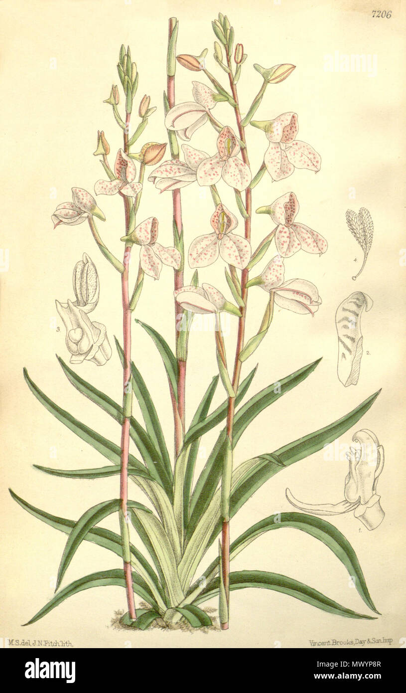 . Illustrazione di Disa tripetaloides . 1891. M. S. del. ( = Matilda Smith, 1854-1926), J. N. Fitch lith. ( = John Nugent Fitch, 1840-1927) Descrizione da Joseph Dalton Hooker (1817-1911) 165 Disa tripetaloides - Curtis' 117 (Ser. 3 no. 47) PL 7206 (1891) Foto Stock