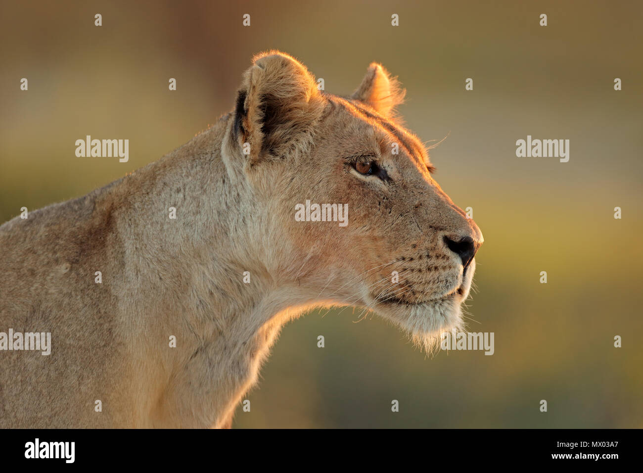 Ritratto di una leonessa africana (Panthera leo), Deserto Kalahari, Sud Africa Foto Stock