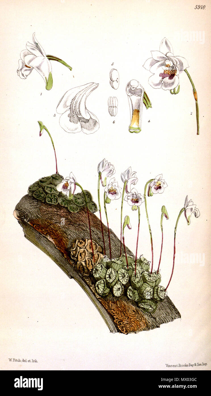 . Illustrazione di Conchidium extinctorium (come syn. Eria extinctoria) . 1871. Walter Hood Fitch (1817-1892) del. et lith. Descrizione da Daniel Oliver (1830-1916) 140 Conchidium extinctorium (come syn. Eria extinctoria) - Curtis" 97 (Ser. 3 no. 27) pl. 5910 (1871) Foto Stock