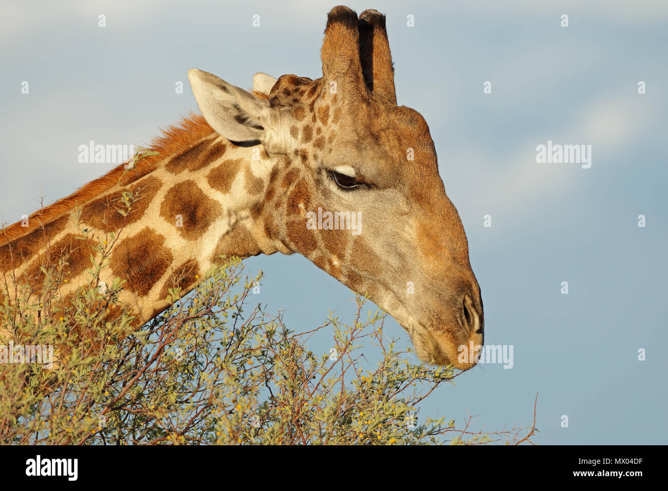 Close-up verticale delle giraffe (Giraffa camelopardalis) alimentazione su un albero, Sud Africa Foto Stock