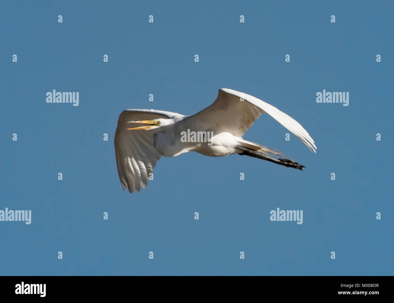 Un Airone bianco maggiore, Ardea alba, mosche, impostare contro un cielo blu chiaro. Foto Stock