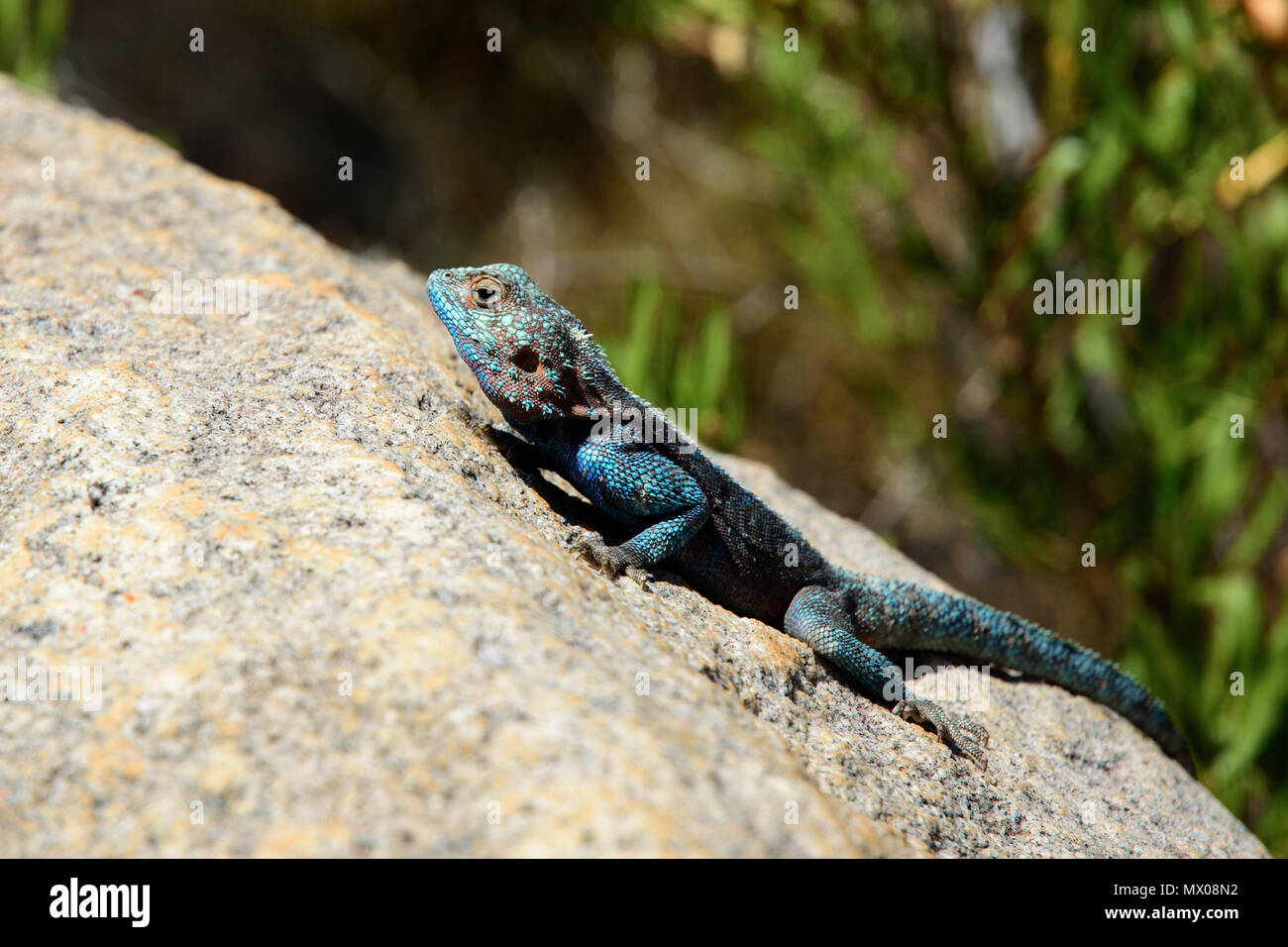 Lucertola Azzurra su una roccia Foto Stock