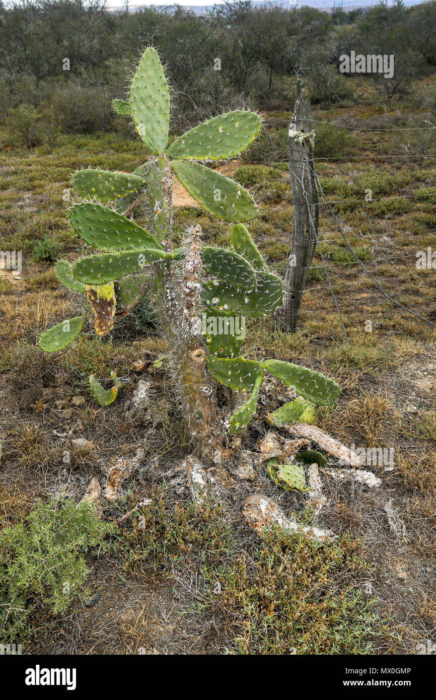 Cactus nel sud africana di paesaggio delle zone aride Addo Elephant National Park, Capo orientale, Sud Africa Foto Stock