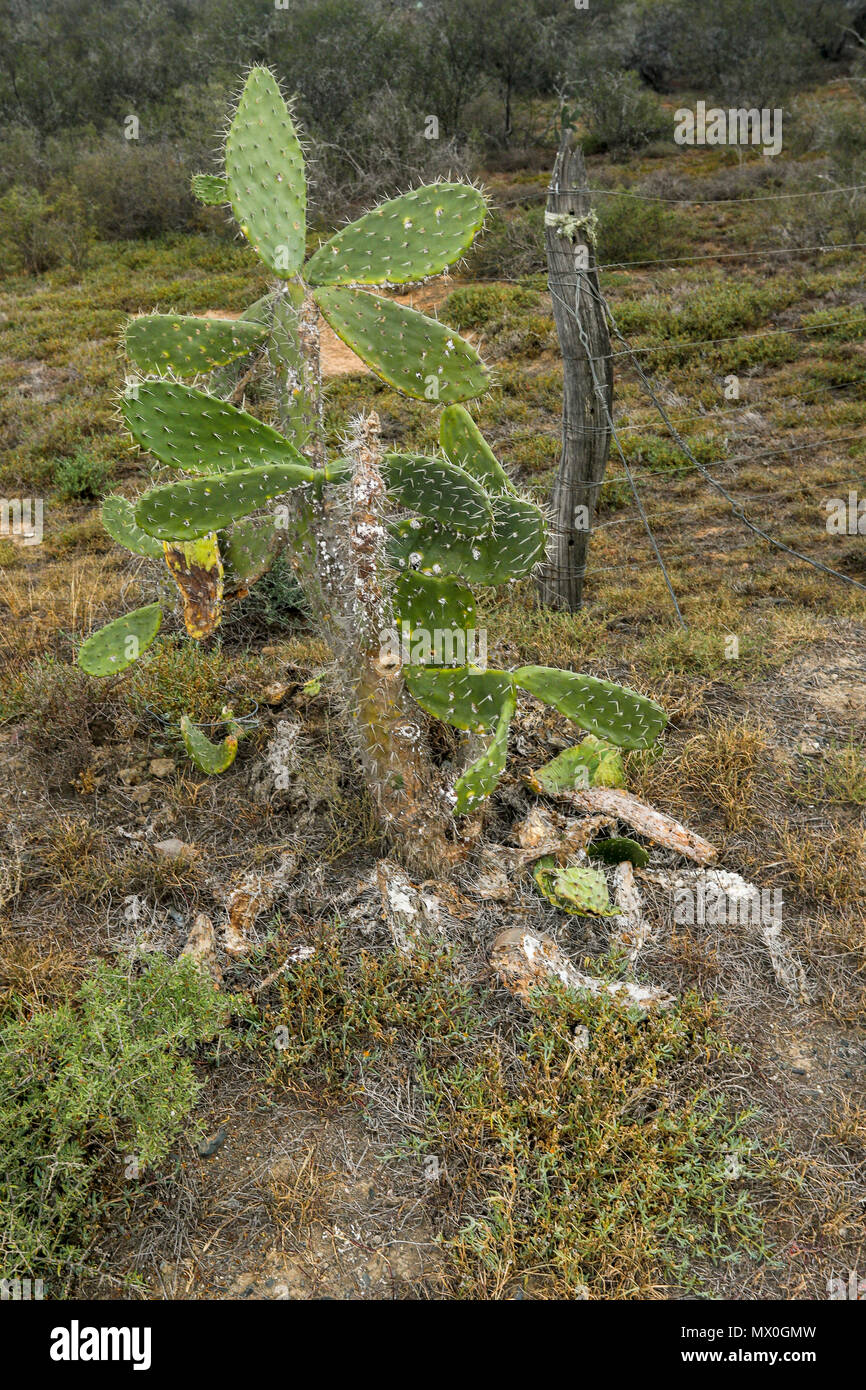 Cactus nel sud africana di paesaggio delle zone aride Addo Elephant National Park, Capo orientale, Sud Africa Foto Stock