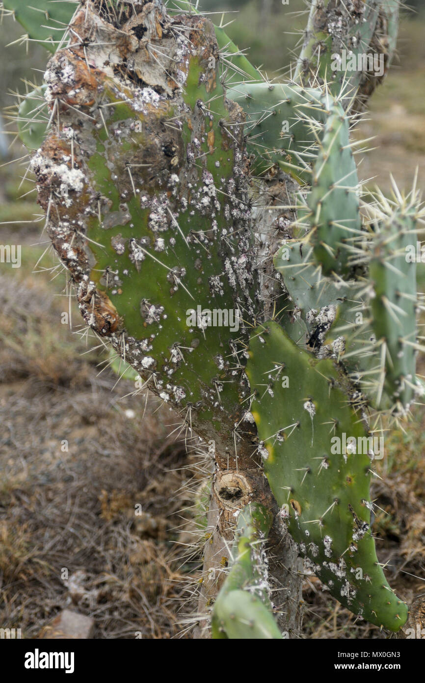 Cactus nel sud africana di paesaggio delle zone aride Addo Elephant National Park, Capo orientale, Sud Africa Foto Stock