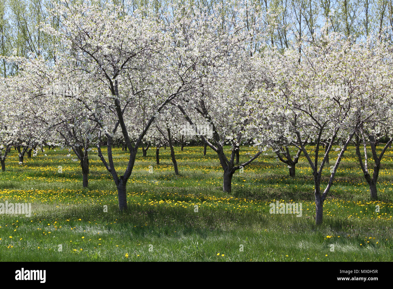 Cherry Orchard con il bianco fiori di ciliegio su alberi in contrasto con il tarassaco giallo sul tappeto verde di erba in primavera tempo Foto Stock Cherry Orchard con il bianco fiori di ciliegio su alberi in contrasto con il tarassaco giallo sul tappeto verde di erba in primavera tempo Foto Stock