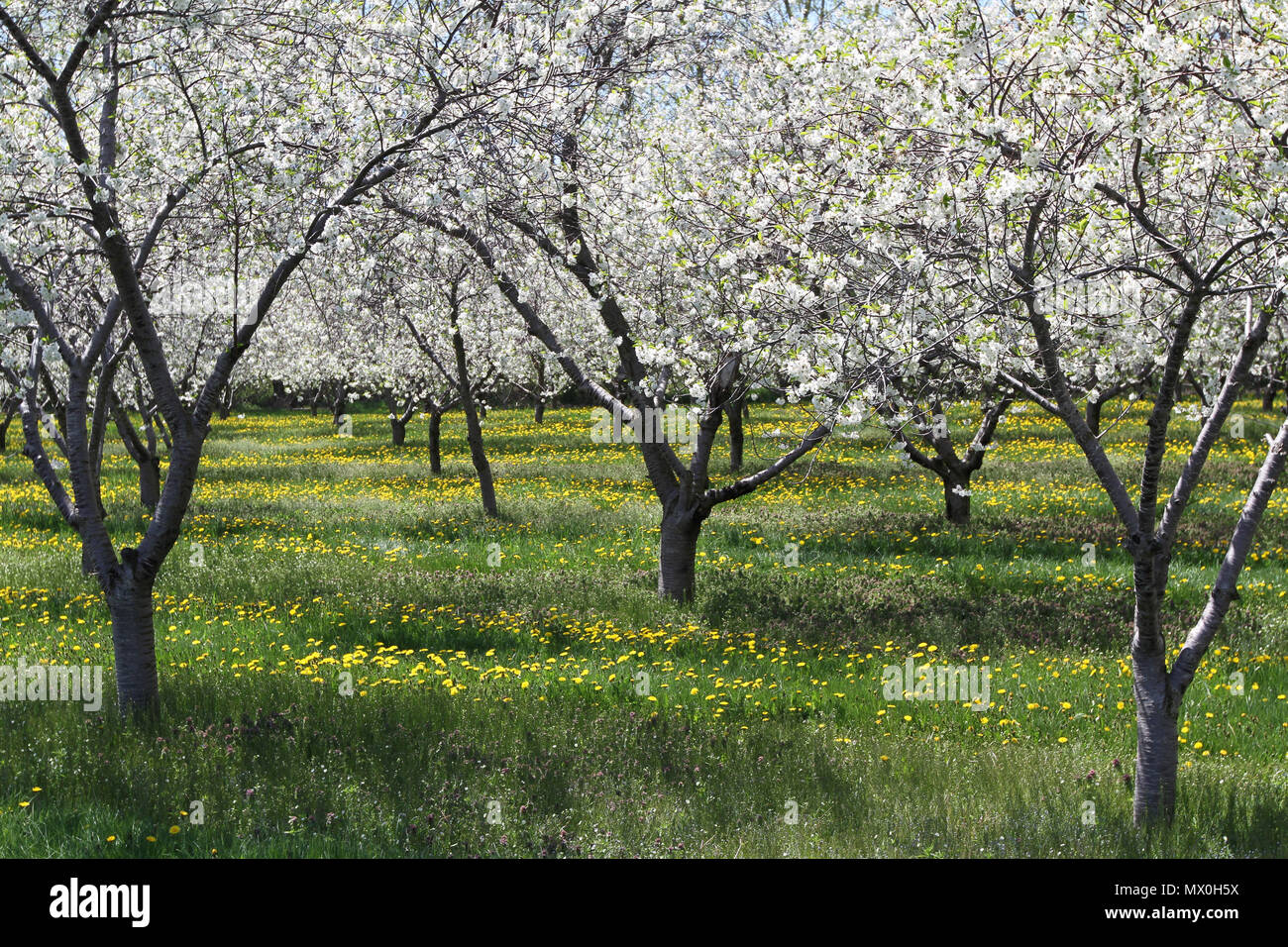 La molla bianco fiori di ciliegio e giallo di tarassaco sul tappeto verde di erba in Orchard Foto Stock La molla bianco fiori di ciliegio e giallo di tarassaco sul tappeto verde di erba in Orchard Foto Stock
