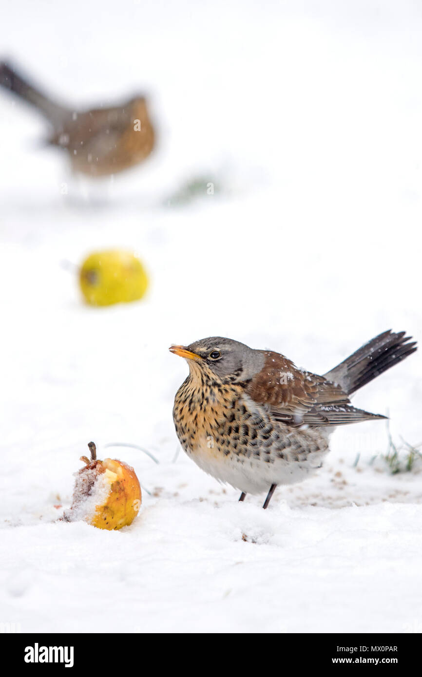 Cesene (Turdus pilaris) in un British winter garden, Gran Bretagna, Regno Unito Foto Stock