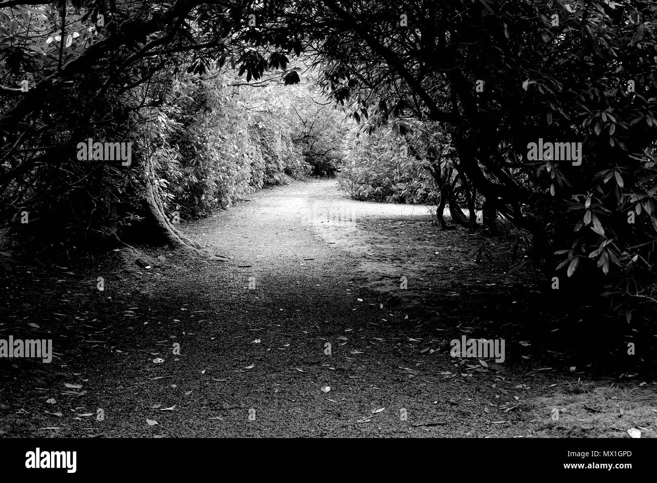 Country Garden a piedi modo in bianco e nero prese nel distretto del lago uk. Arco di albero con elevata copertura di facciata e il sole che splende sul percorso. Foto Stock