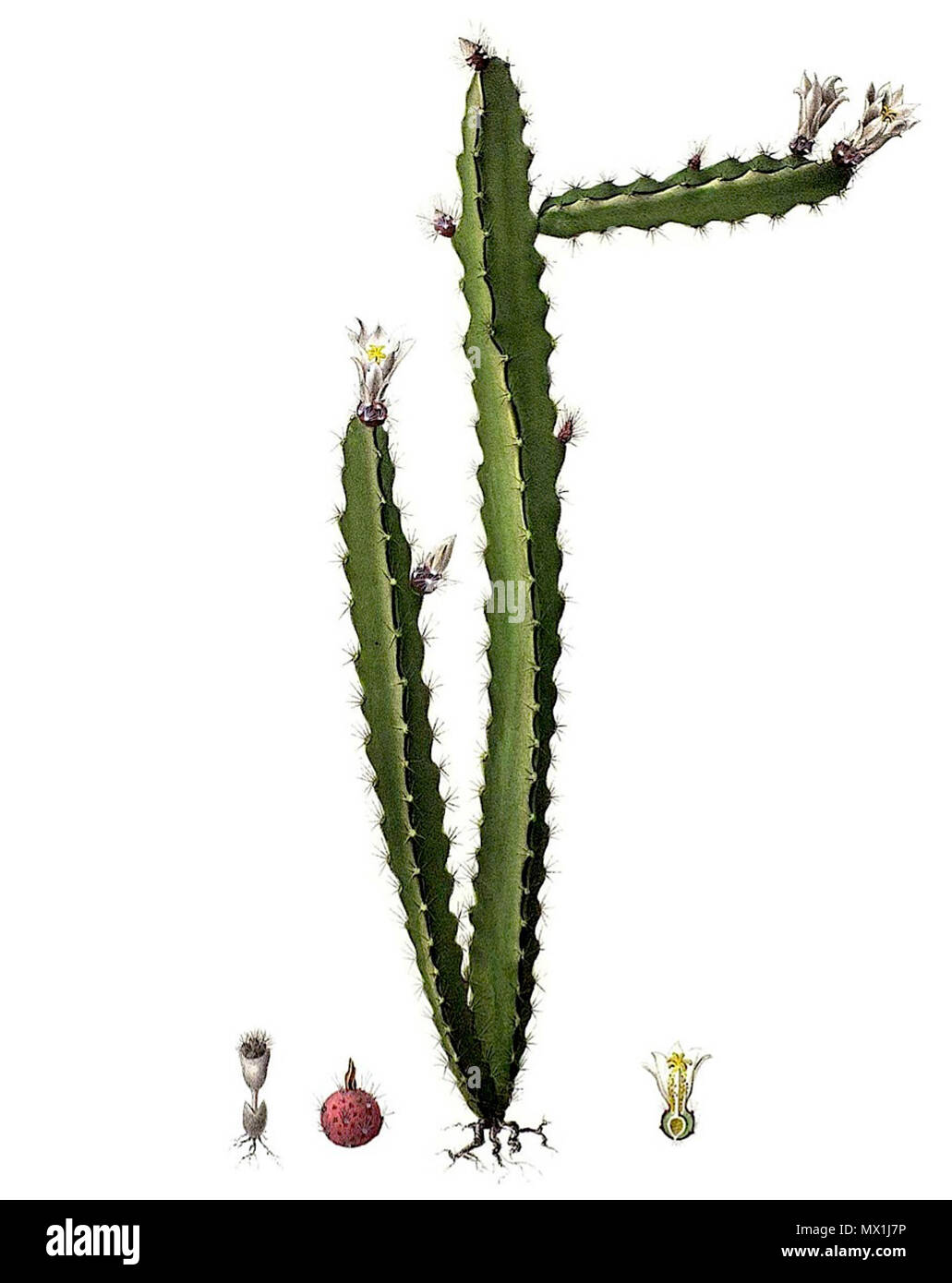 . Inglese: Lepismium ianthothele . tra il 1843 e il 1847. Il dott. L. Pfeiffer & P. Otto Peter A. Mansfeld per l'immagine filtred. 368 Lepismium ianthothele pm Foto Stock