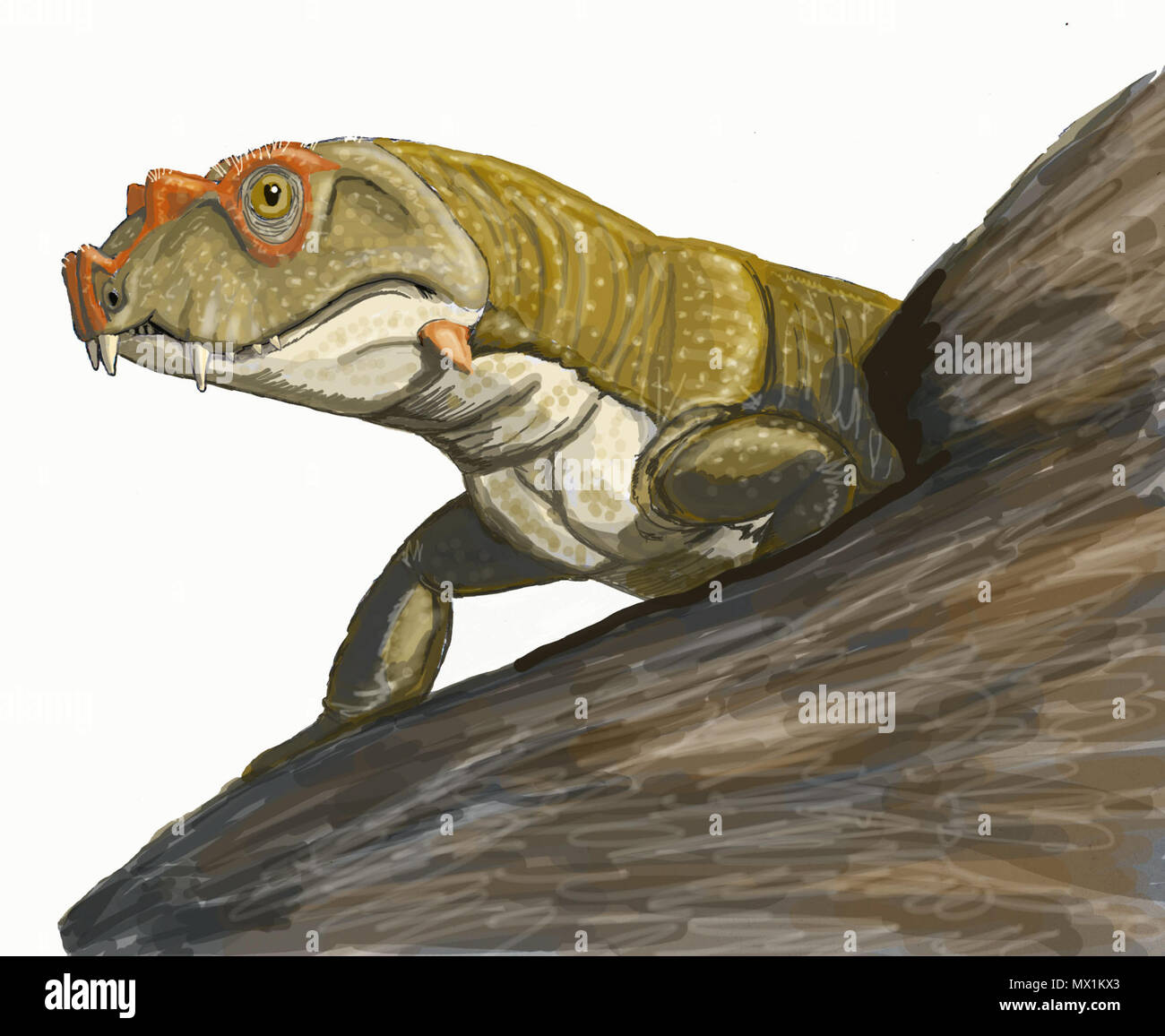 . Nederlands: De Kop van de Tetraceratopiër Tetraceratops tussenstap als. Polski: Rekonstrukcja wygladu tetraceratopsa. Русский: Tetraceratops.jpg. Il 30 aprile 2007 (originale data di caricamento). Uploader originale era ДиБгд a ru.wikipedia 592 Tetraceratops Foto Stock