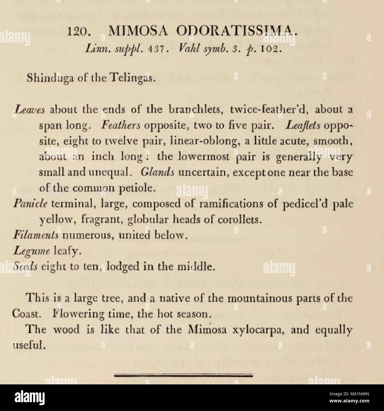 Inglese Descrizione Di Albizia Odoratissima Piante Della Costa Di Coromandel Selezionato Da Disegni E Descrizioni Presentate