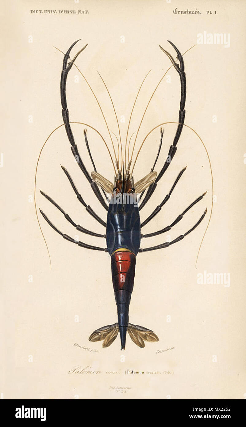 . Inglese: Macrobrachium carcinus illustrazione da: Atlas v.2, Ed. 2 - Zoologie /Rettili & Poissons articules) . 1848. Fournier 385 Macrobrachium carcinus illustrazione Foto Stock