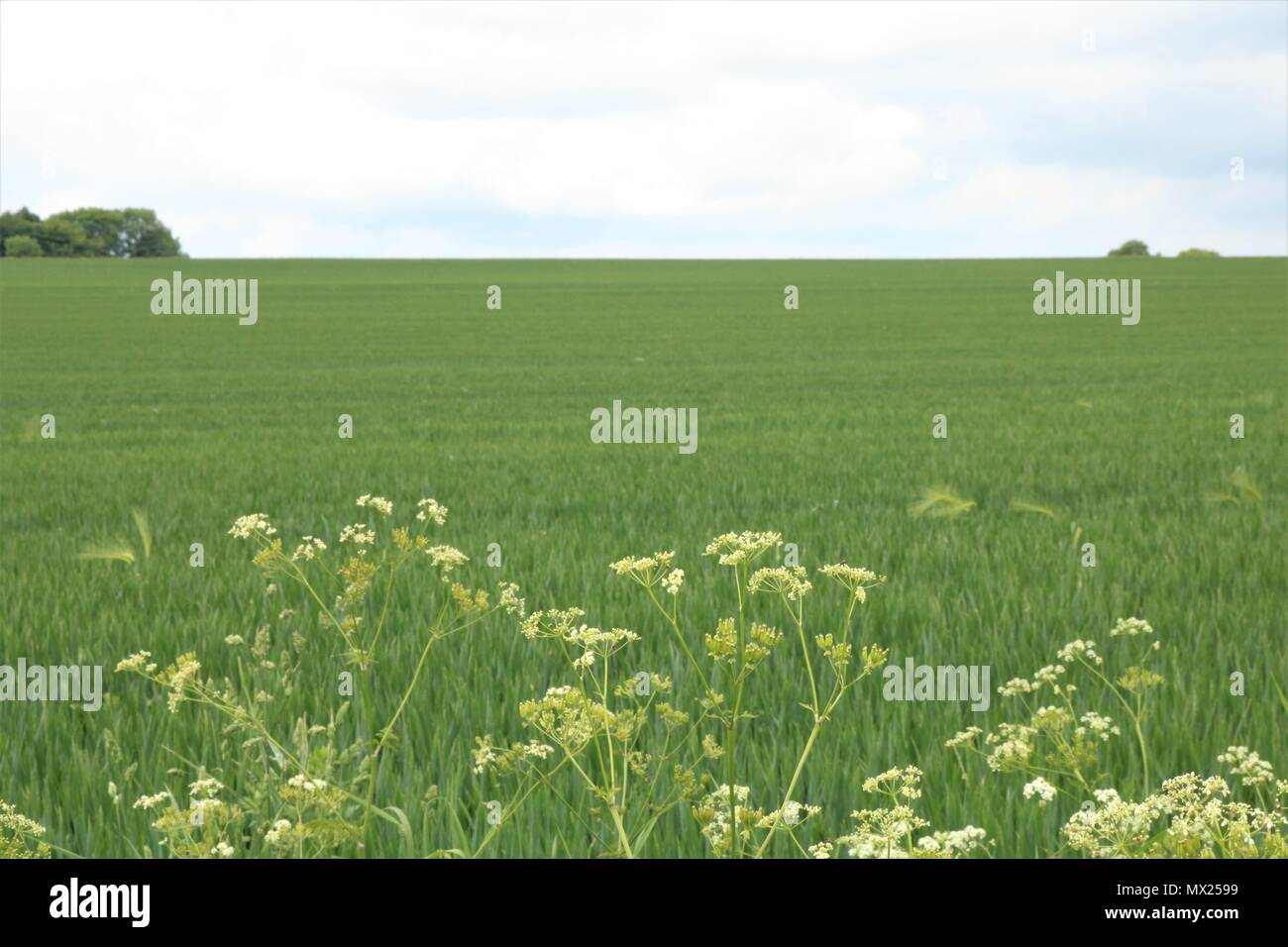 Campo pieno di colture in una giornata di sole in estate nel Regno Unito Foto Stock